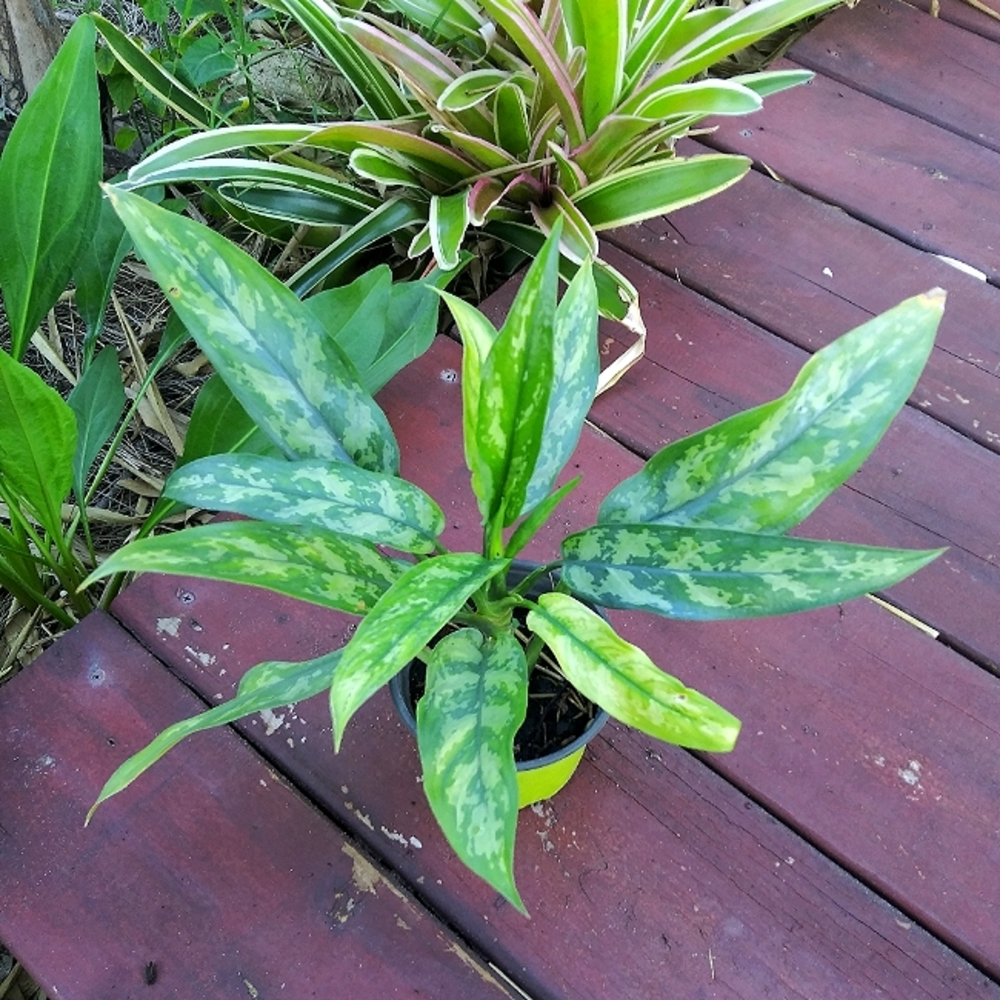 Aglonema Maria